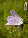 Harebell flower - A